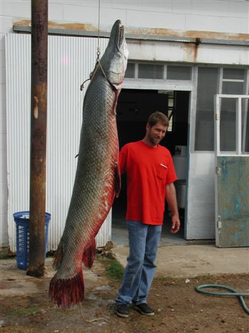 Alligator Gar